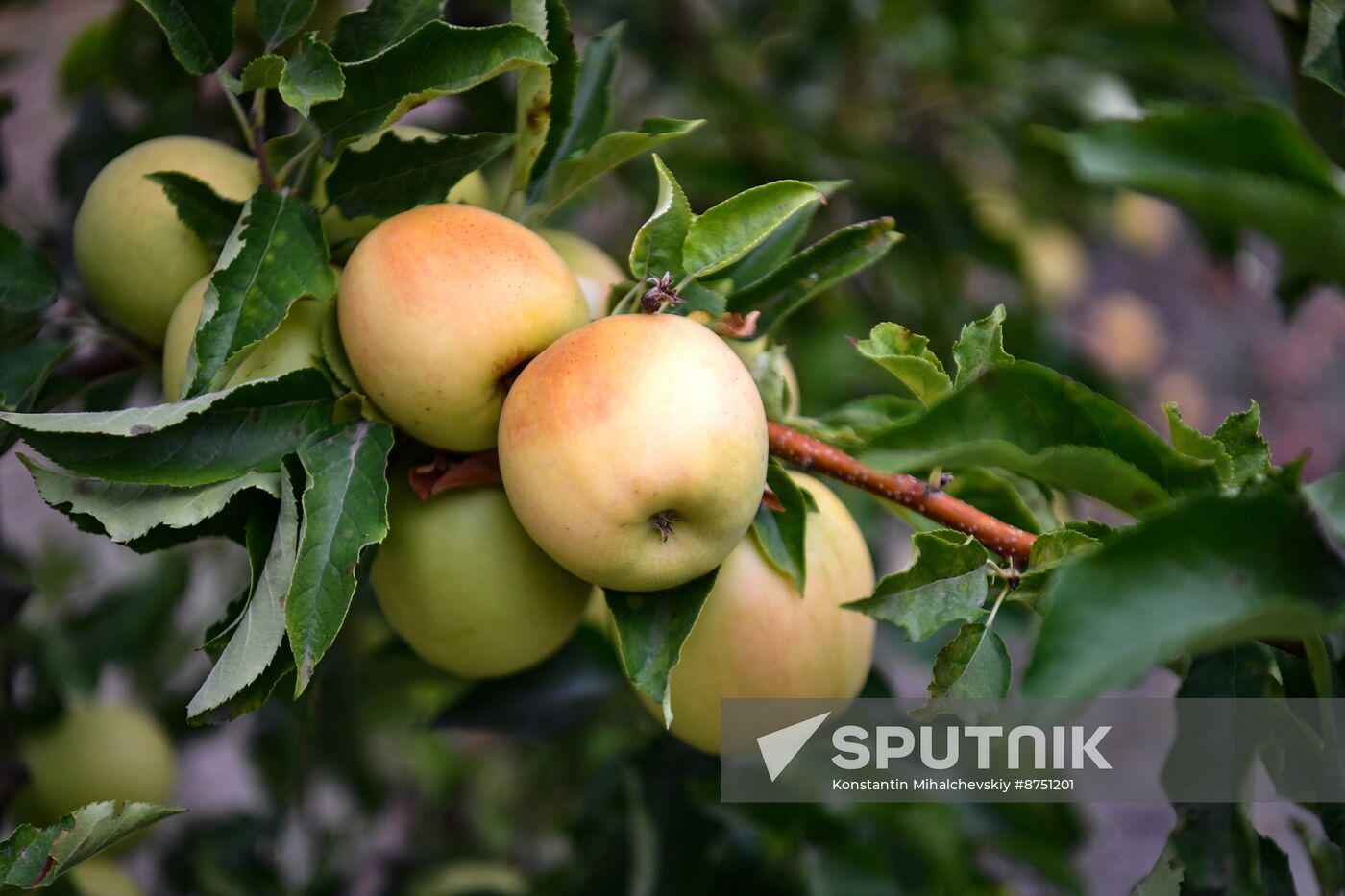 Russia Agriculture Apple Harvesting