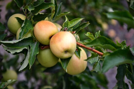 Russia Agriculture Apple Harvesting