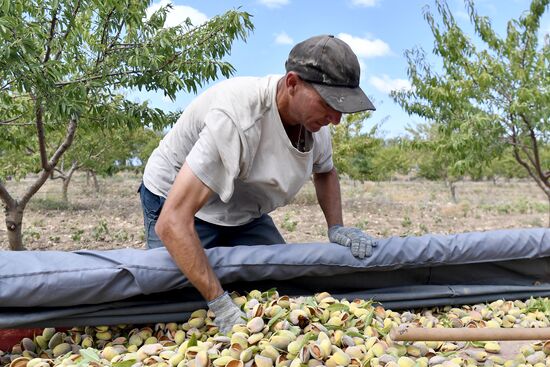 Russia Agriculture Almond Harvesting