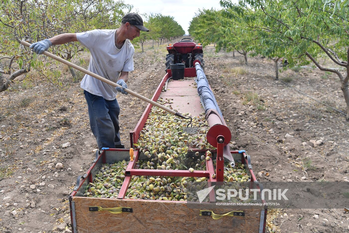 Russia Agriculture Almond Harvesting