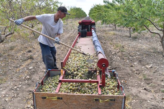 Russia Agriculture Almond Harvesting