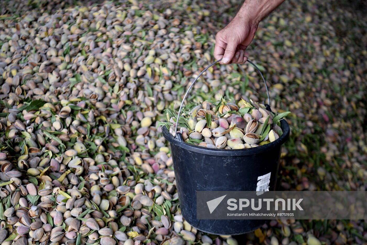 Russia Agriculture Almond Harvesting