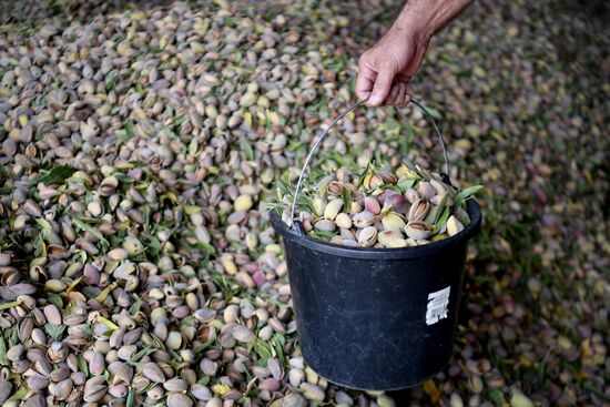Russia Agriculture Almond Harvesting