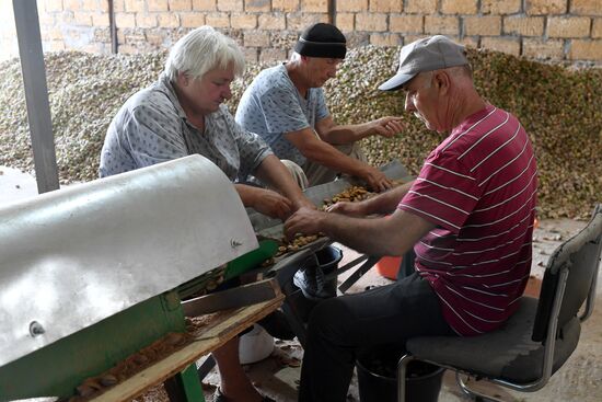 Russia Agriculture Almond Harvesting
