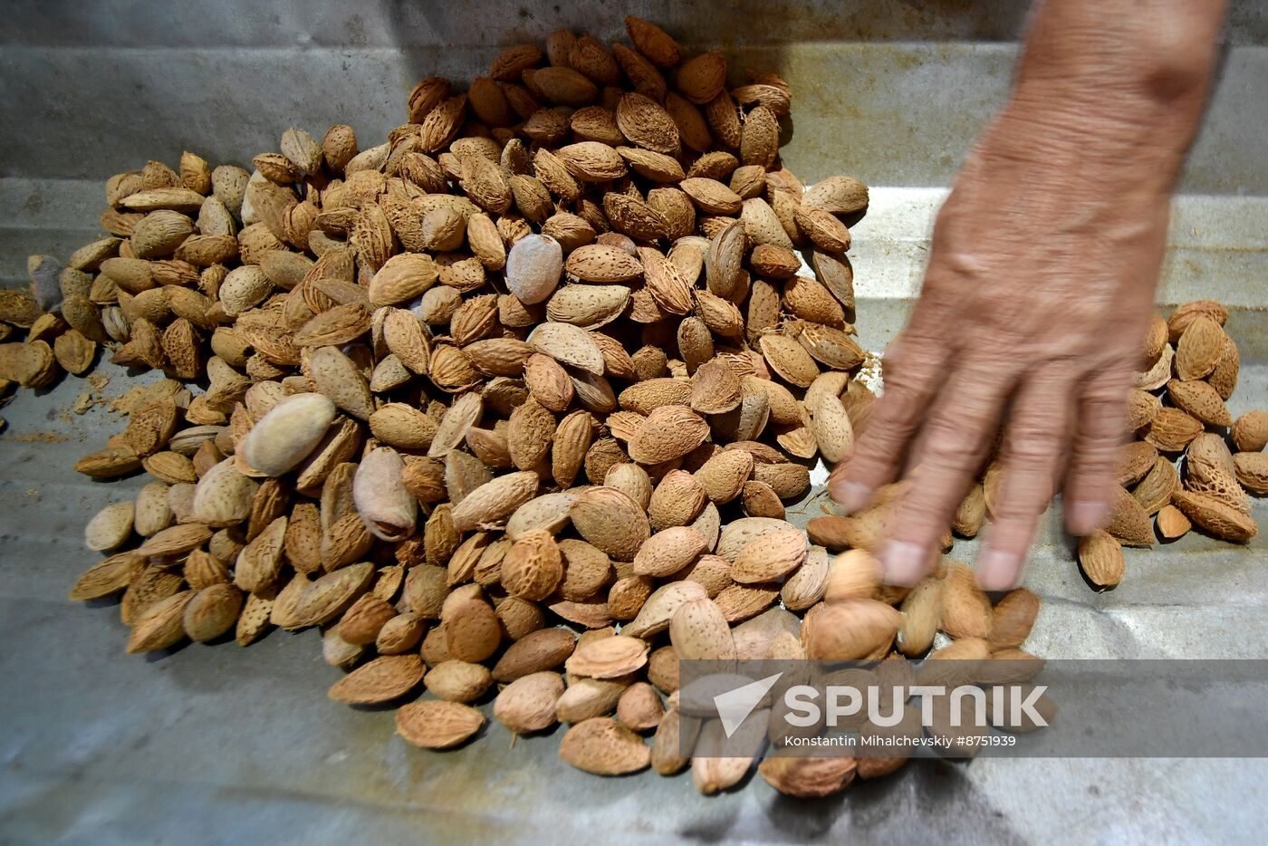 Russia Agriculture Almond Harvesting