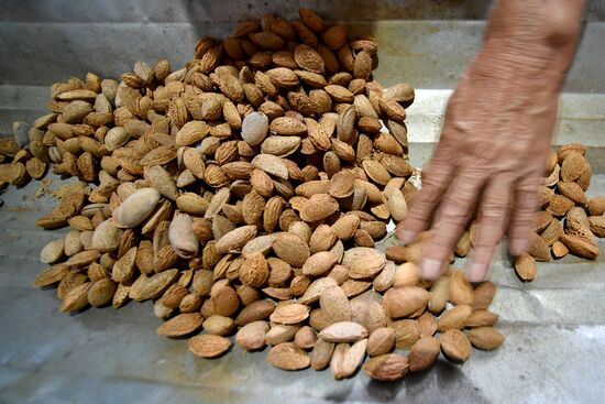 Russia Agriculture Almond Harvesting