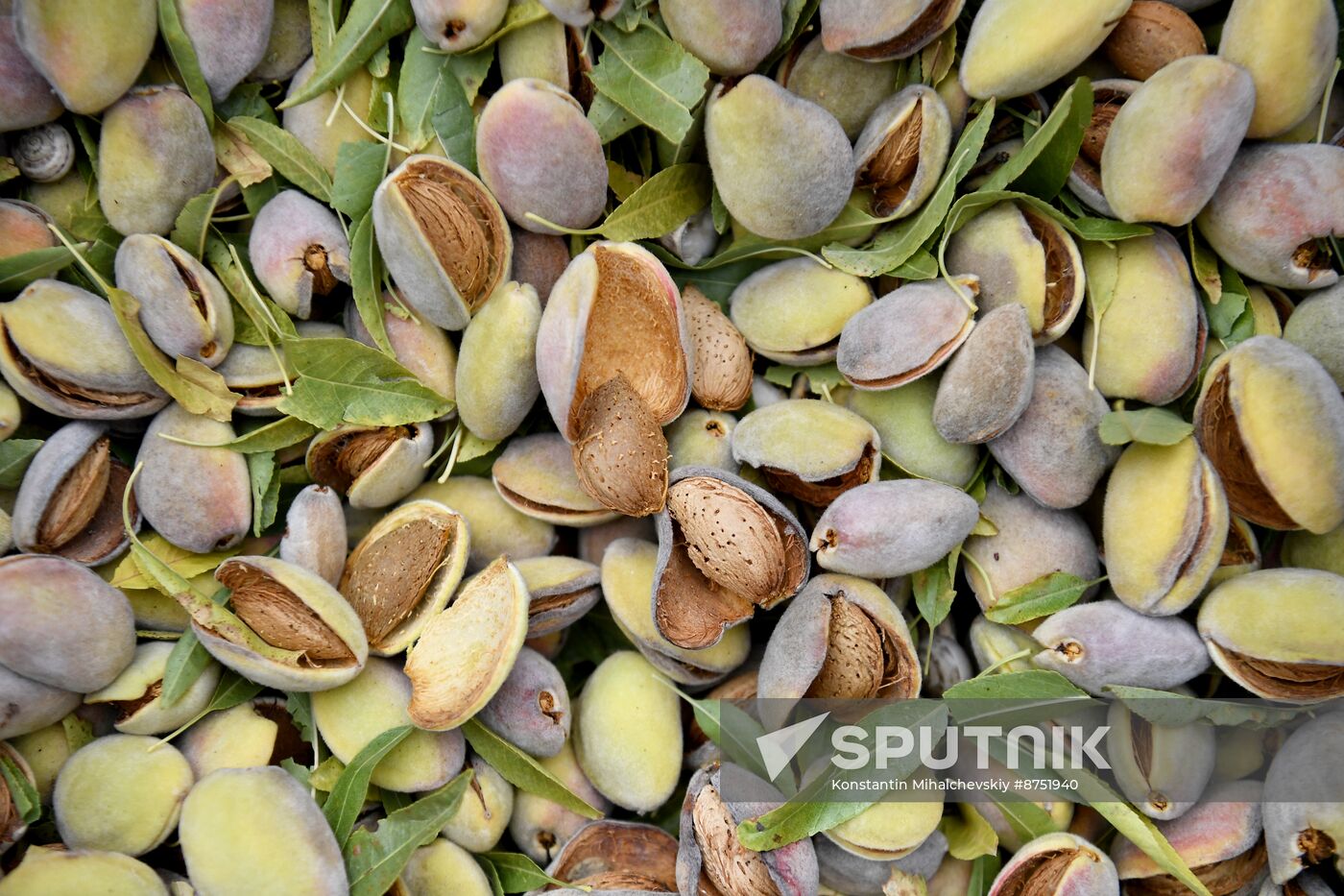 Russia Agriculture Almond Harvesting