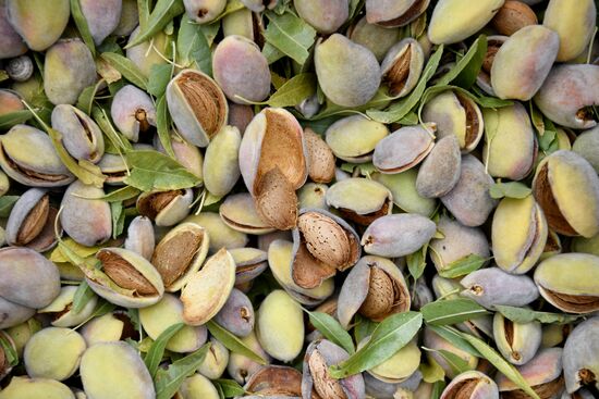 Russia Agriculture Almond Harvesting