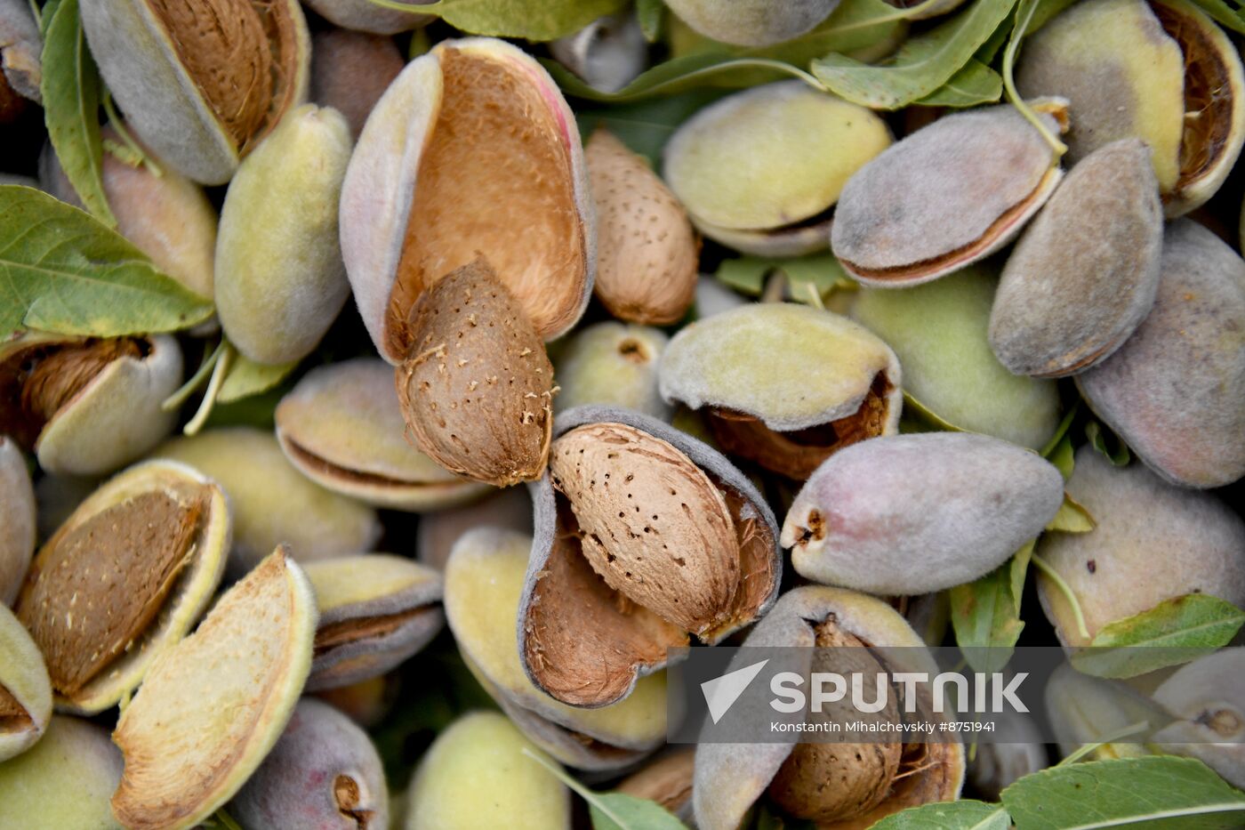 Russia Agriculture Almond Harvesting