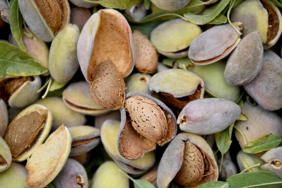 Russia Agriculture Almond Harvesting
