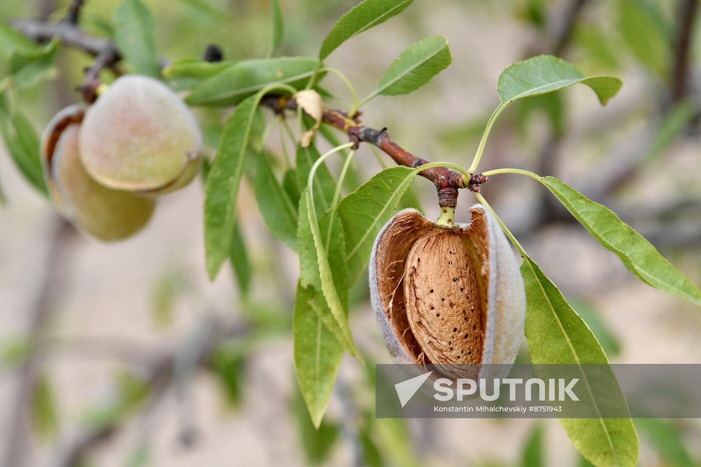 Russia Agriculture Almond Harvesting