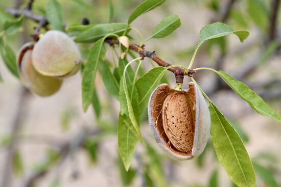 Russia Agriculture Almond Harvesting