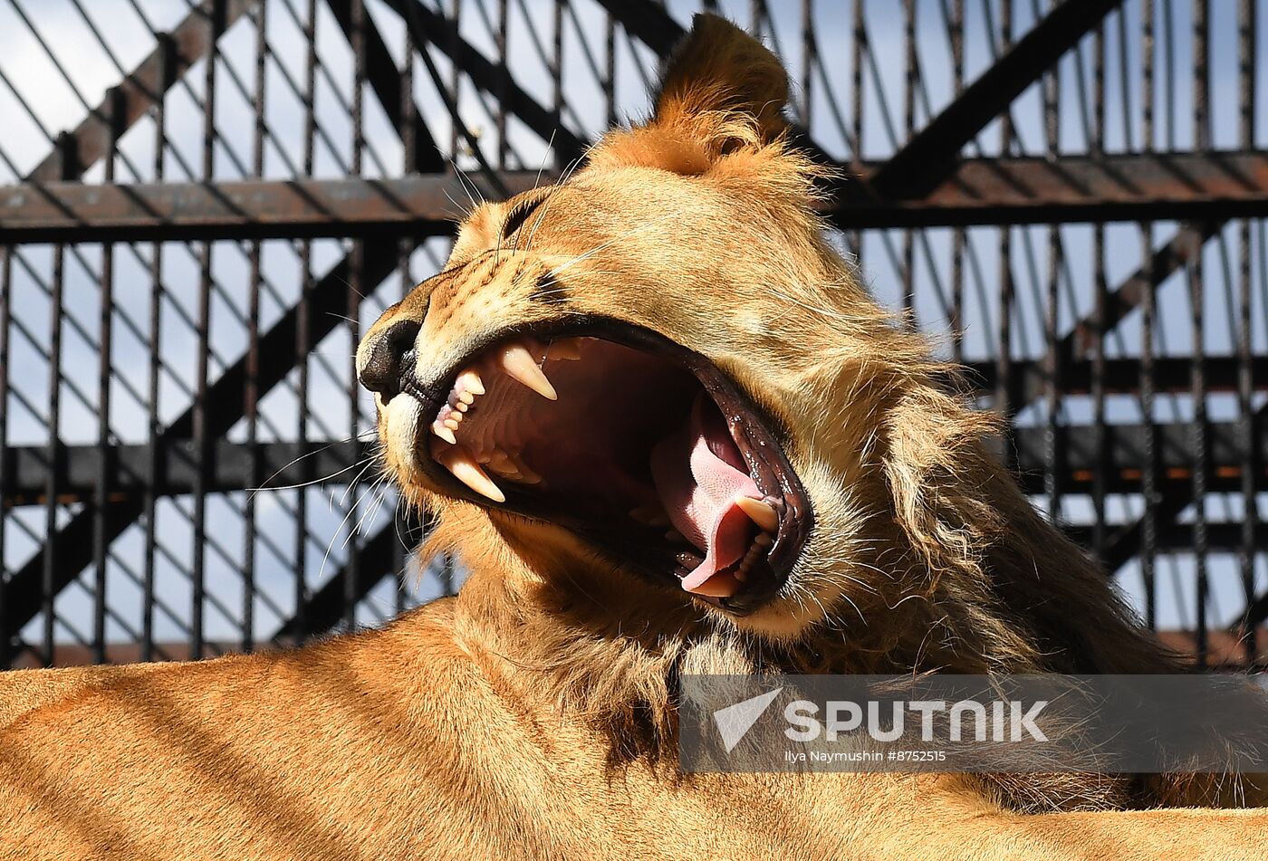 Russia Zoo Lion Cub