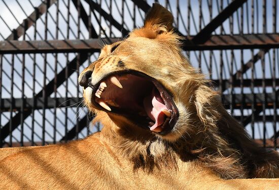 Russia Zoo Lion Cub