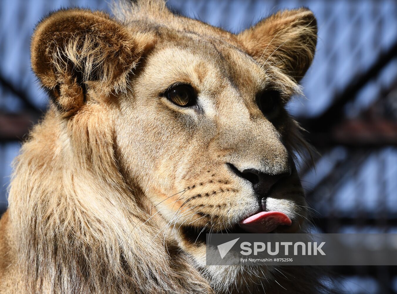 Russia Zoo Lion Cub