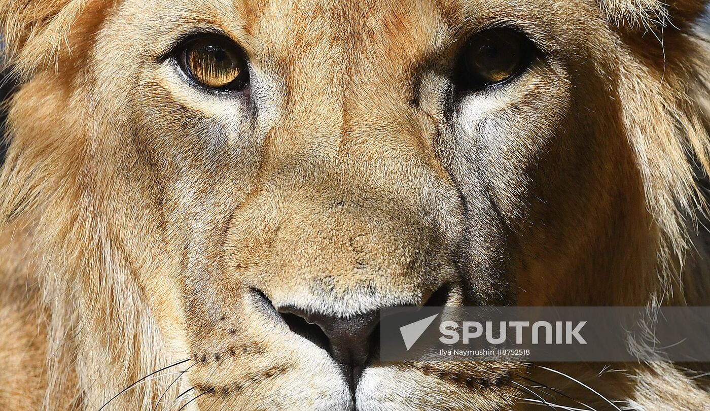 Russia Zoo Lion Cub