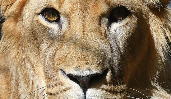 Russia Zoo Lion Cub