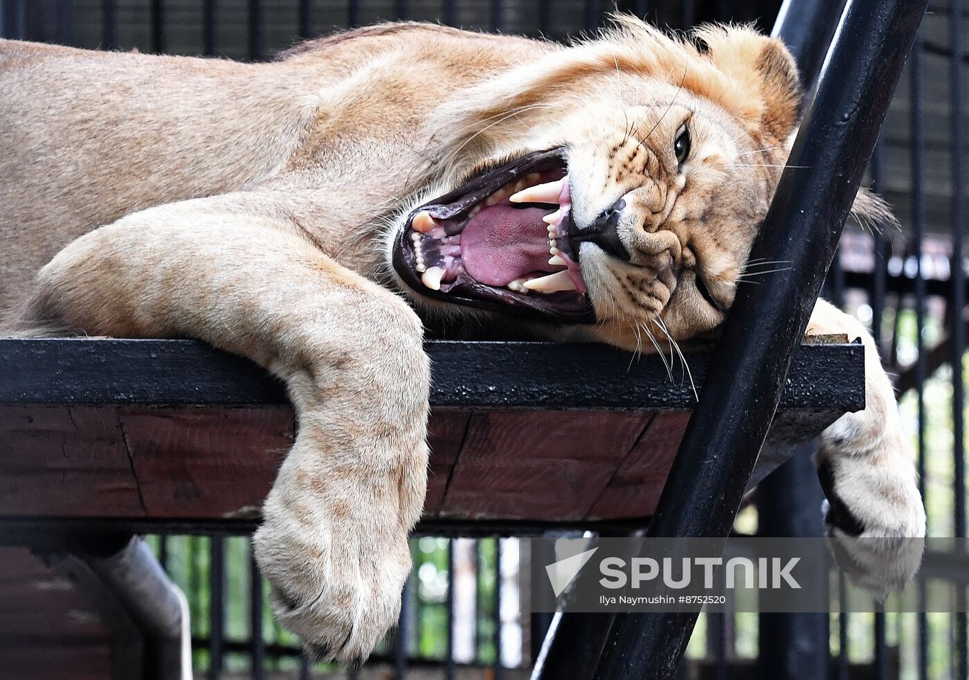 Russia Zoo Lion Cub