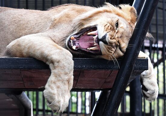 Russia Zoo Lion Cub