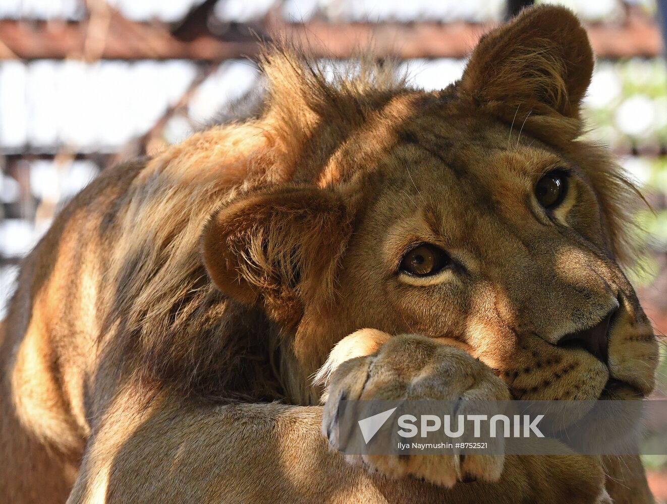 Russia Zoo Lion Cub