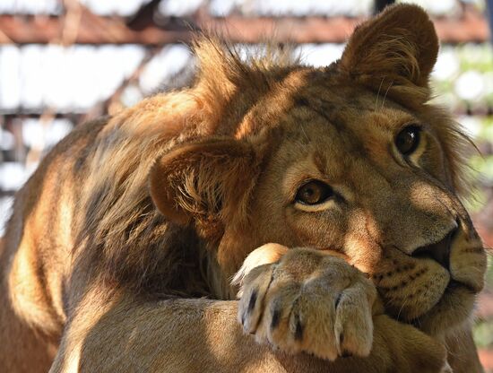 Russia Zoo Lion Cub