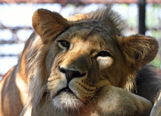 Russia Zoo Lion Cub