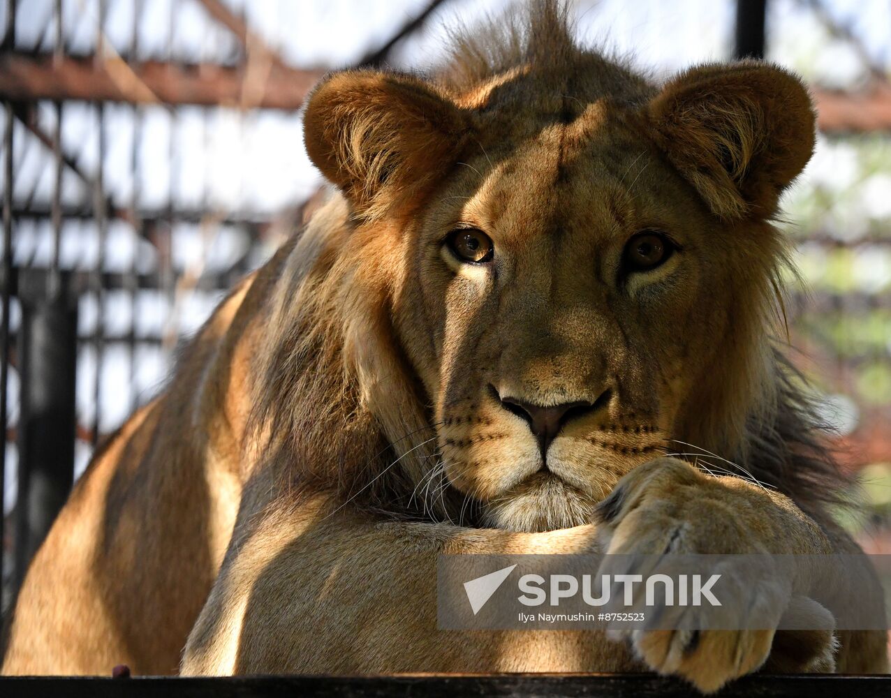 Russia Zoo Lion Cub