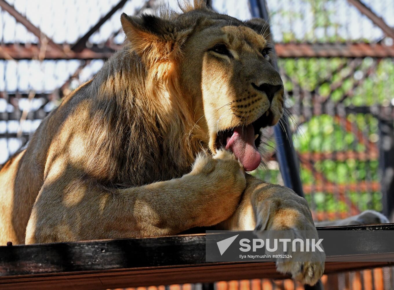 Russia Zoo Lion Cub