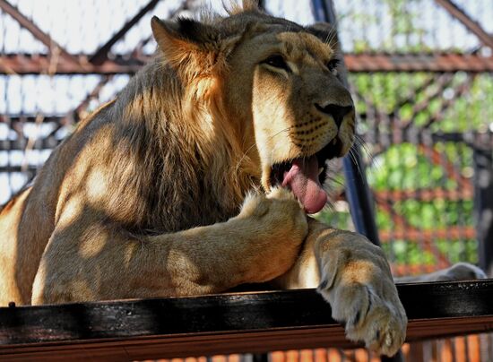 Russia Zoo Lion Cub