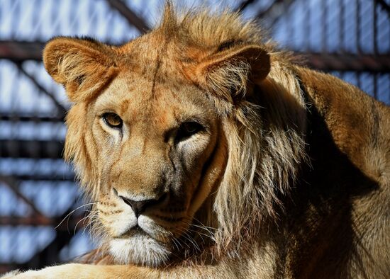 Russia Zoo Lion Cub