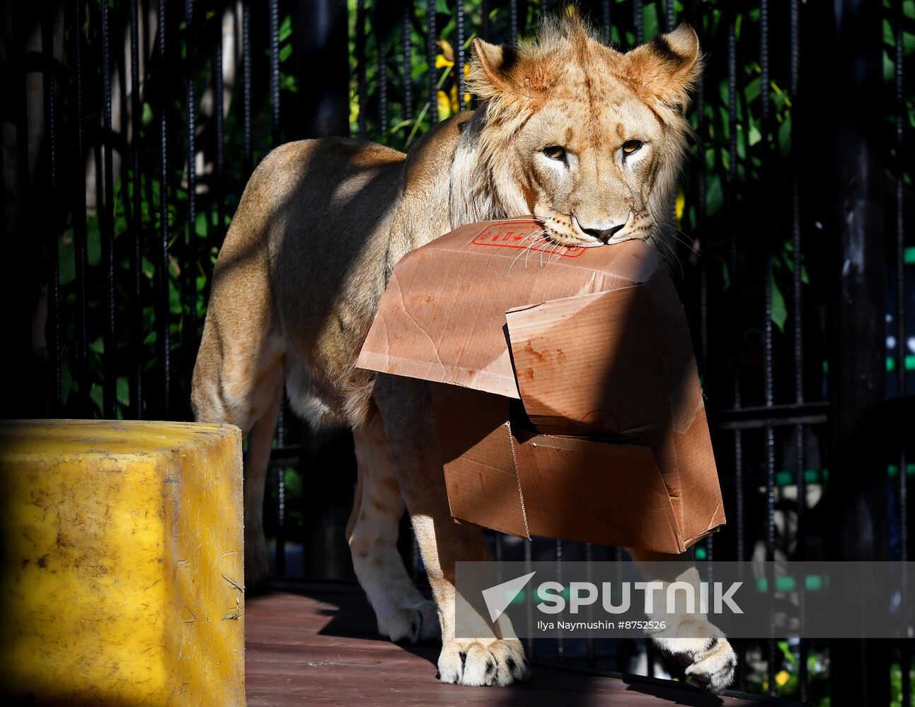 Russia Zoo Lion Cub
