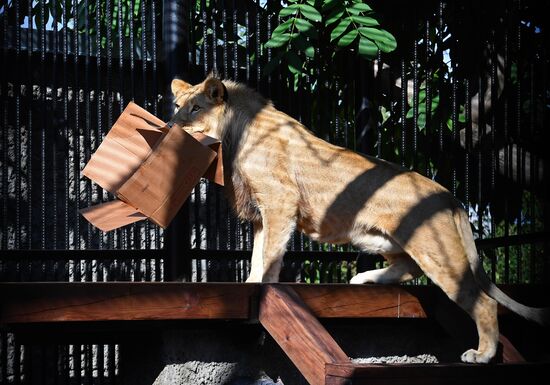 Russia Zoo Lion Cub