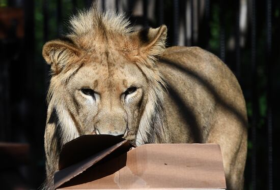 Russia Zoo Lion Cub