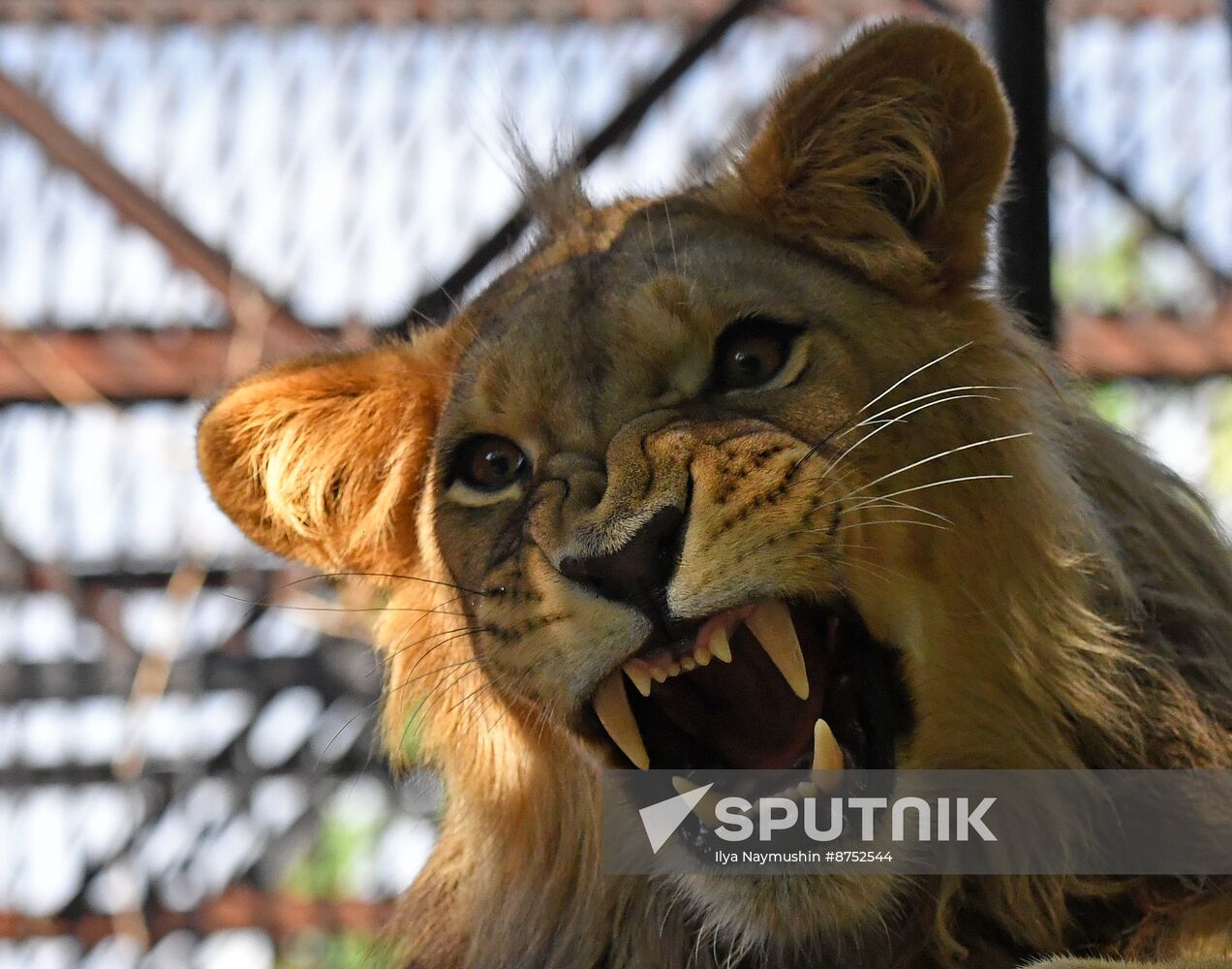 Russia Zoo Lion Cub