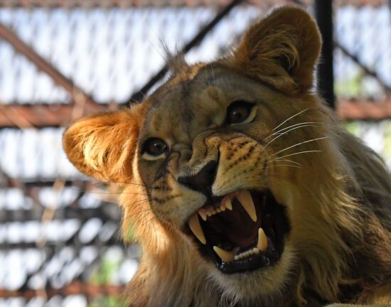 Russia Zoo Lion Cub