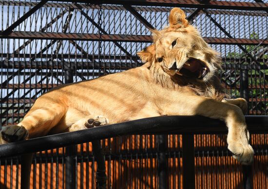 Russia Zoo Lion Cub