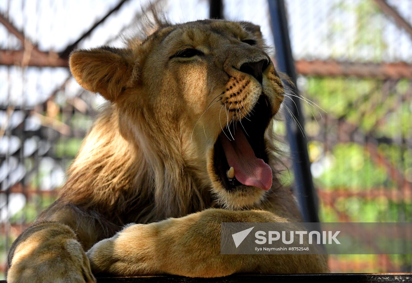 Russia Zoo Lion Cub