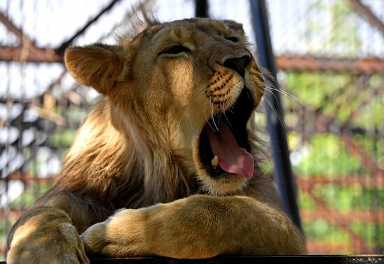 Russia Zoo Lion Cub