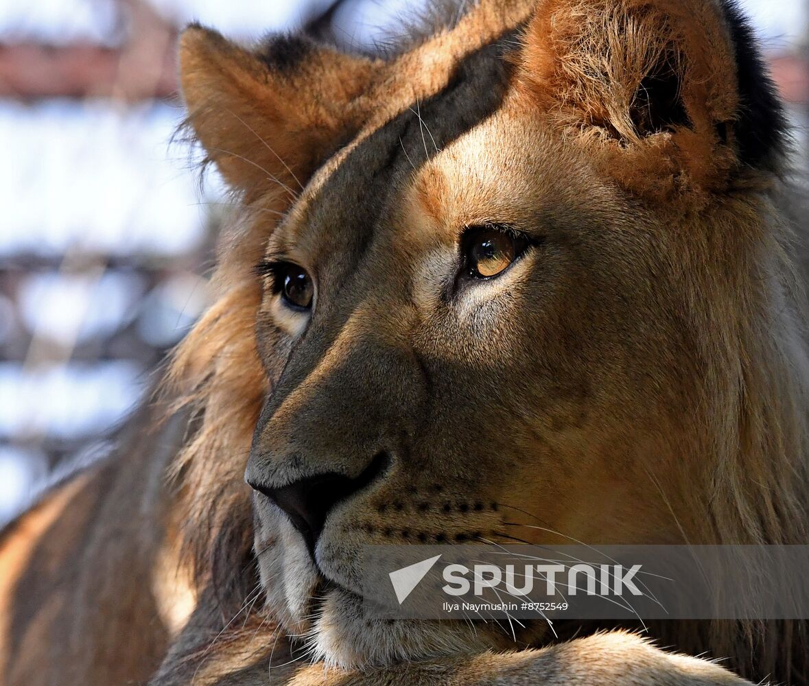 Russia Zoo Lion Cub