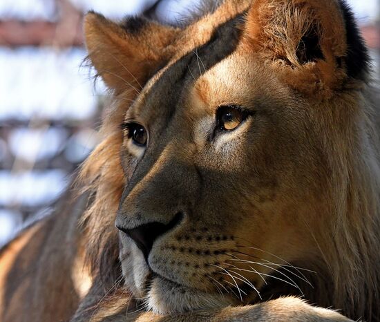 Russia Zoo Lion Cub