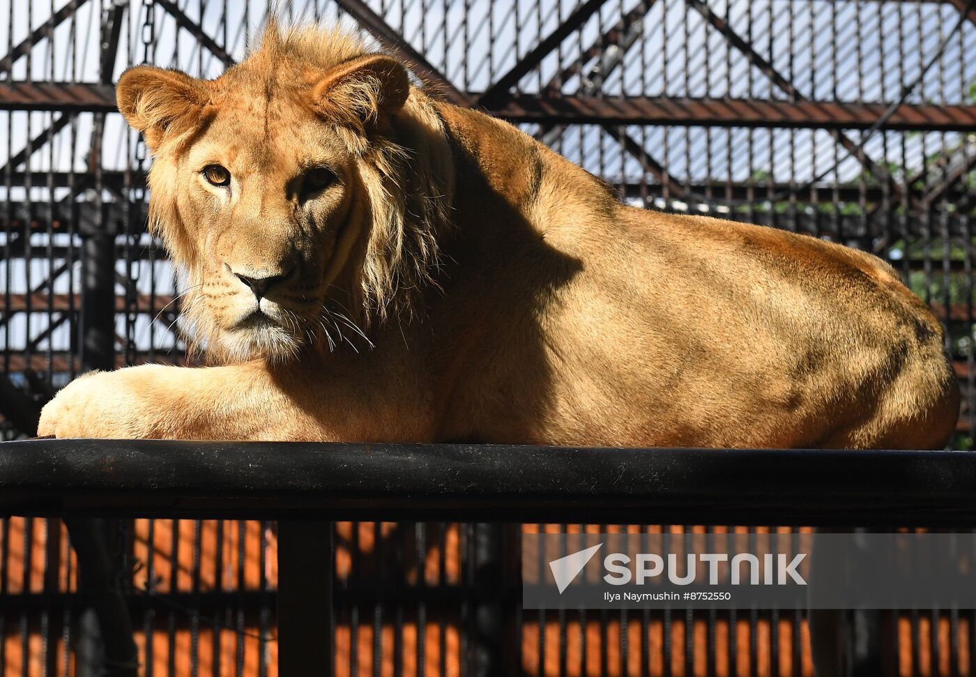 Russia Zoo Lion Cub