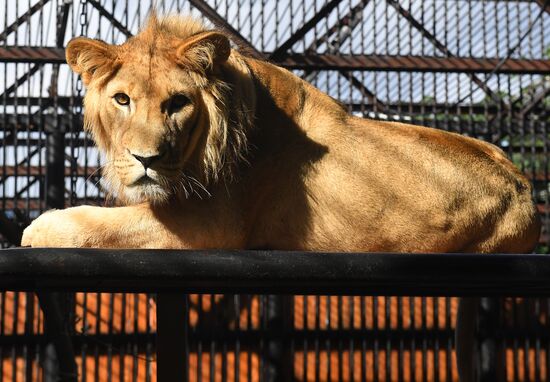 Russia Zoo Lion Cub