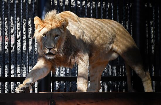 Russia Zoo Lion Cub