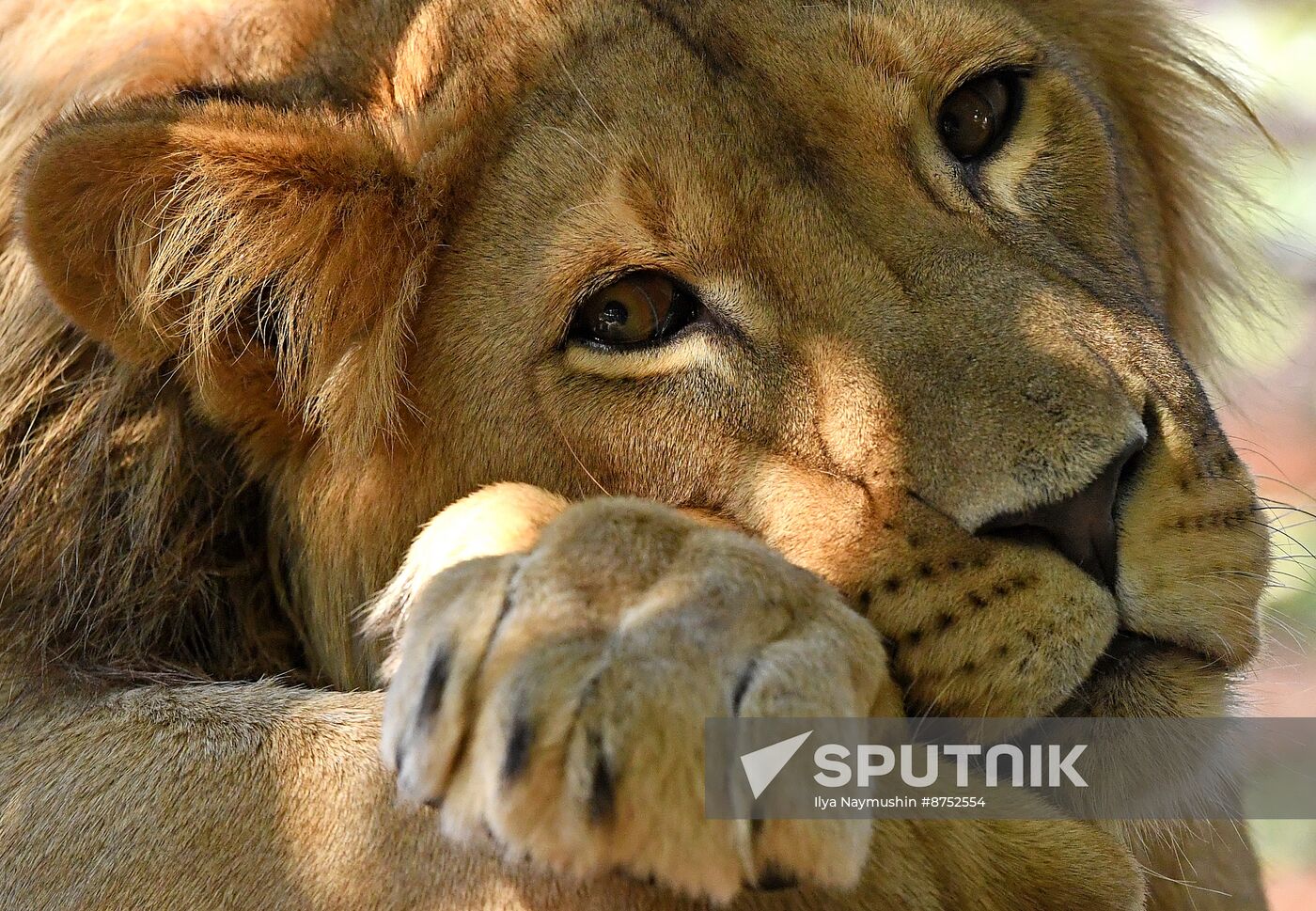 Russia Zoo Lion Cub