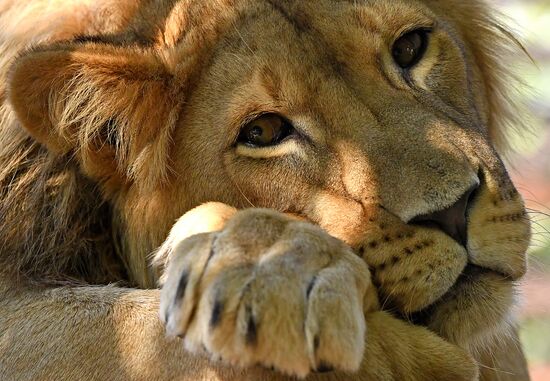 Russia Zoo Lion Cub