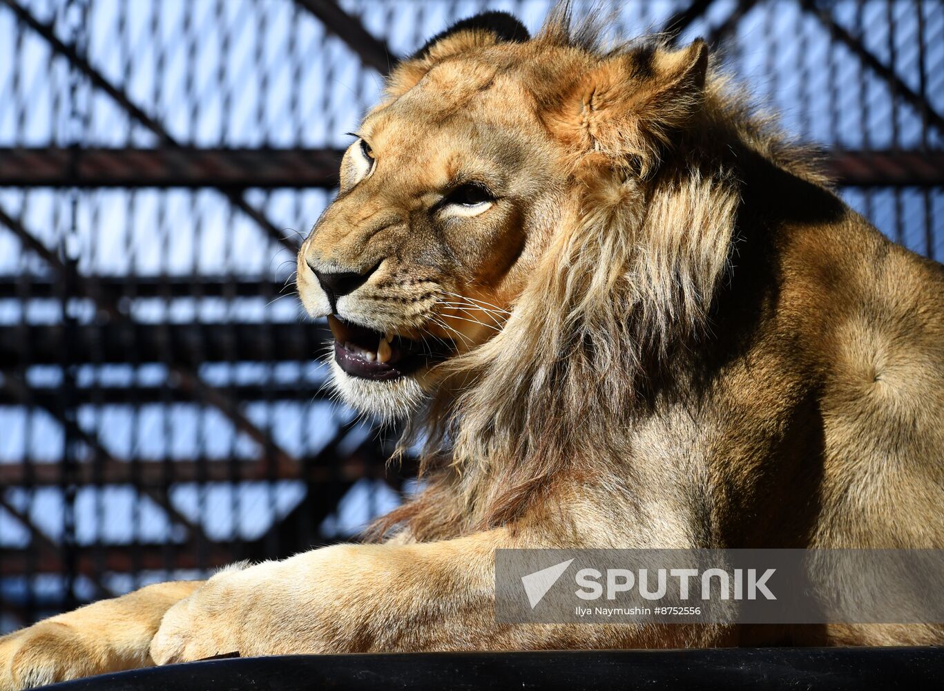 Russia Zoo Lion Cub