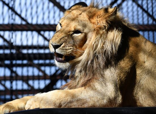 Russia Zoo Lion Cub