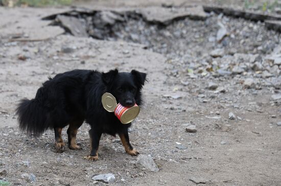 Russia Ukraine Military Operation Krasnogorovka