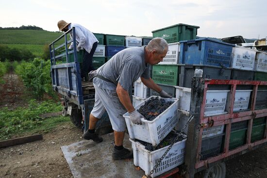 Russia Wine Industry