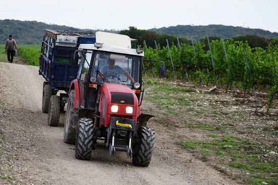 Russia Wine Industry